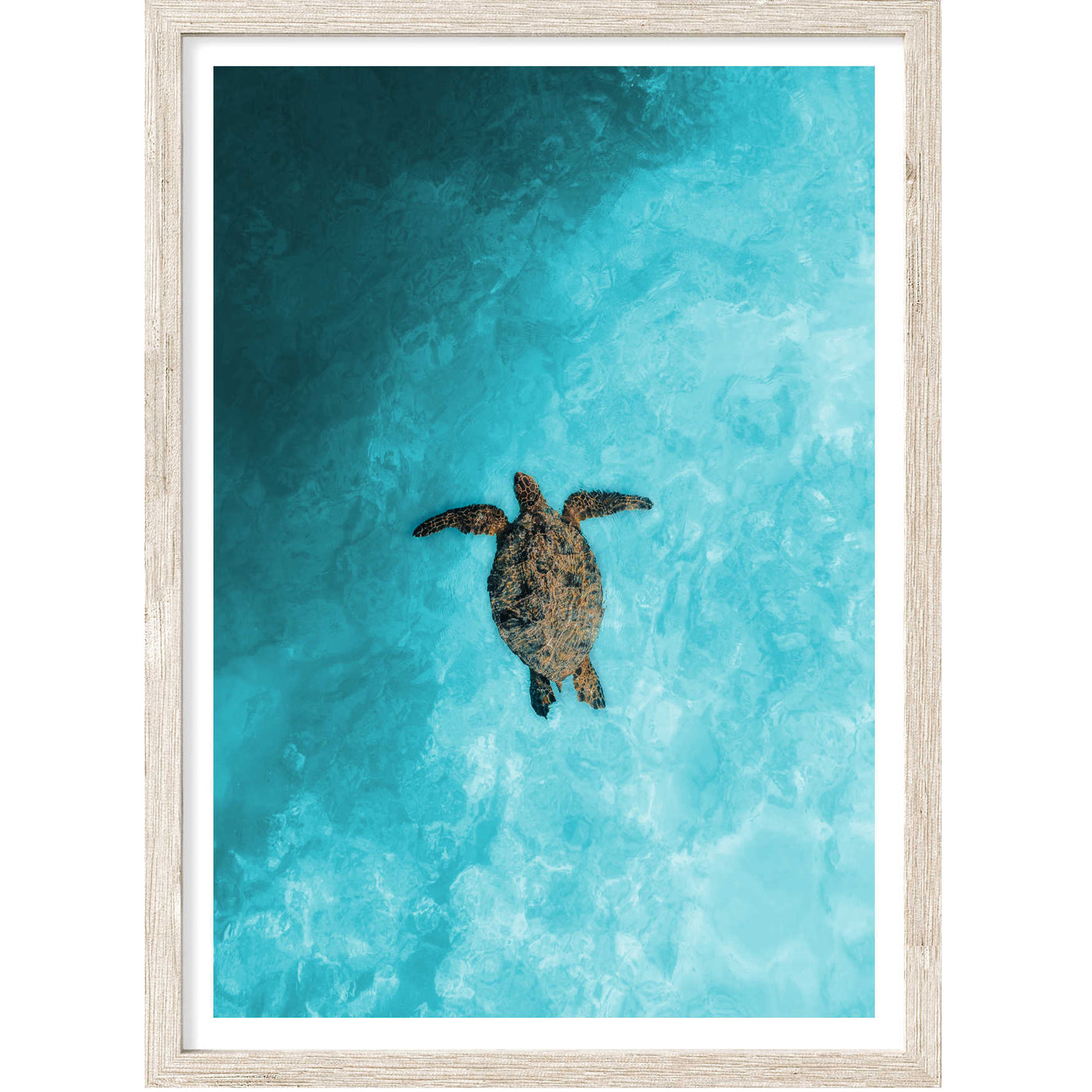 Sea Turtle