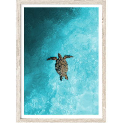 Sea Turtle