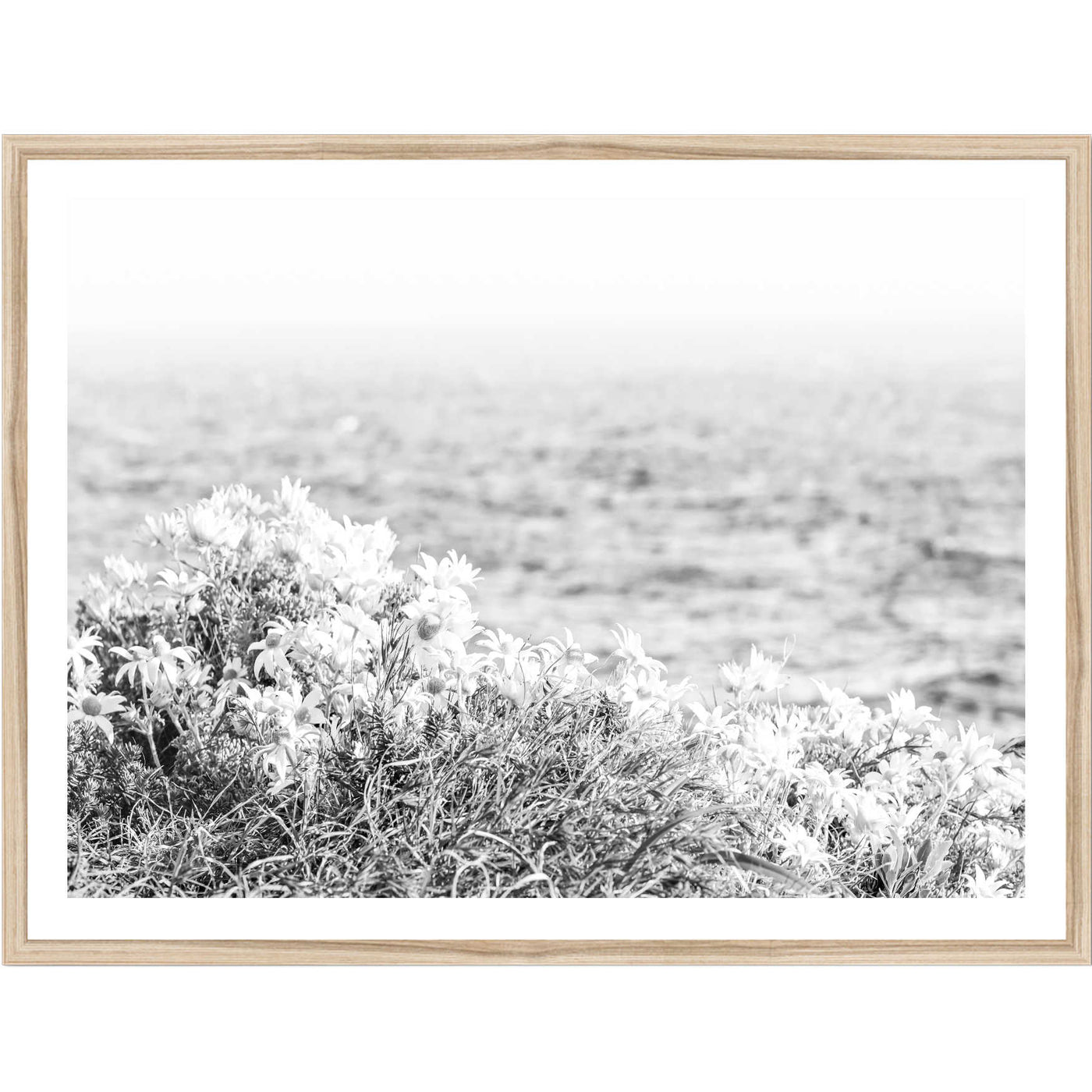 Blooming Flannel Flowers Black & White | Coastal Wall Art Print