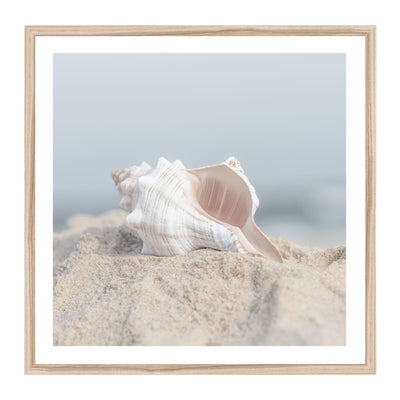 Seashell in Sand Square | Coastal Wall Art Print