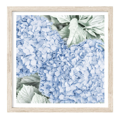 Blue Hydrangeas | Floral Wall Art Print