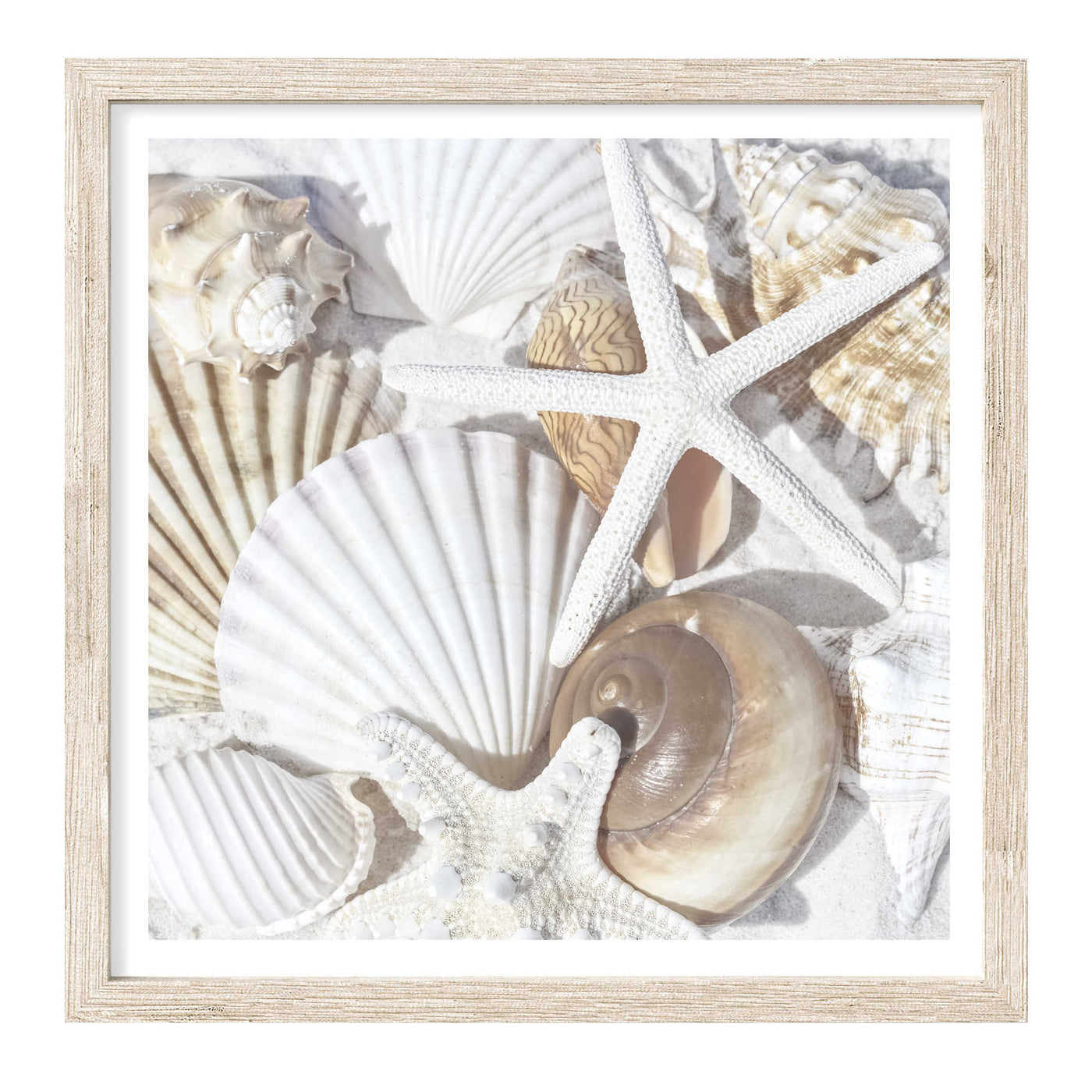 Seashells | Coastal Wall Art Print