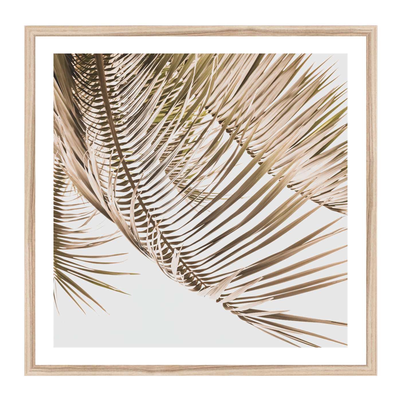 Kentia Palm View Print | Palm Wall Art Print