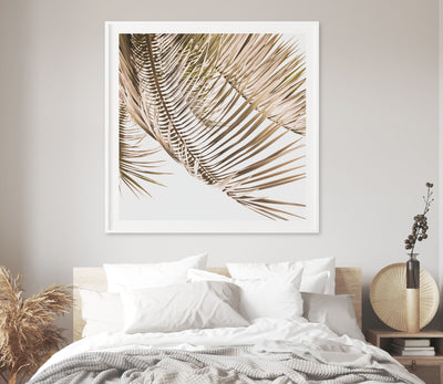 Kentia Palm View