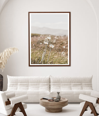 Three Mountain Daisies