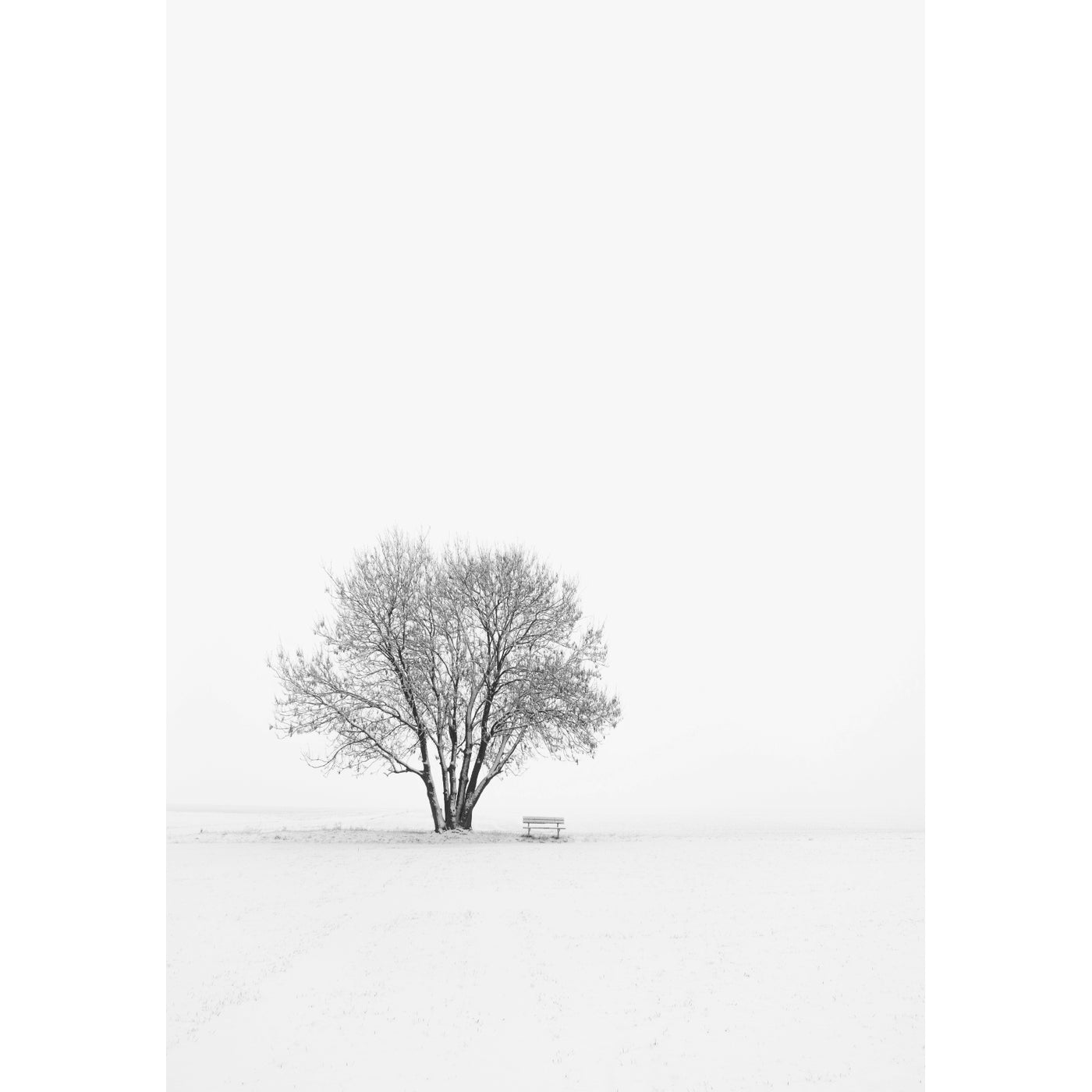 Winter Tree II