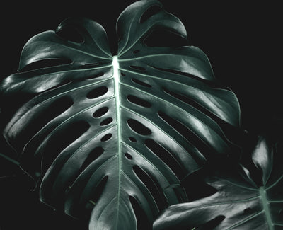 Close Up Monstera Leaves