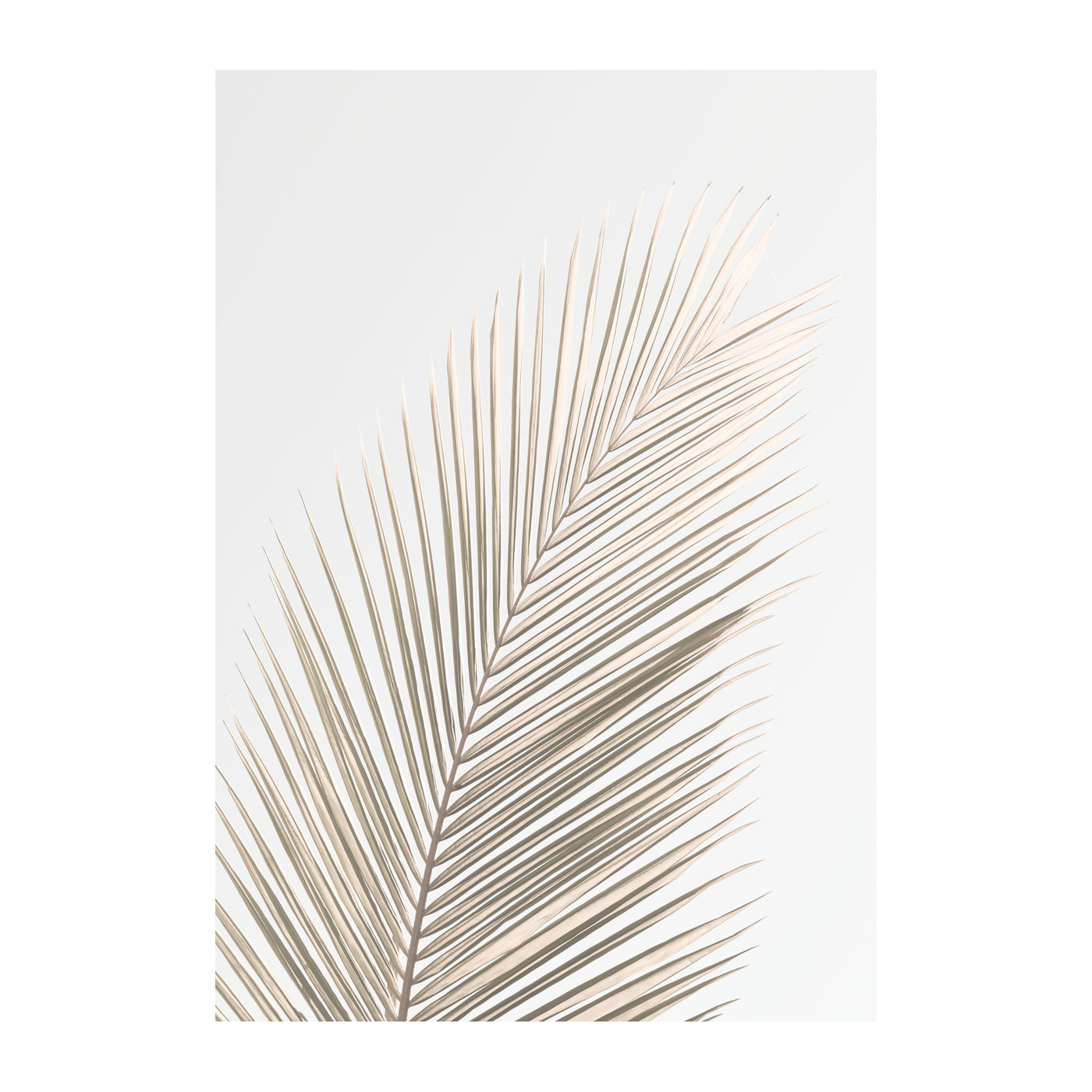 Palm Leaf VI