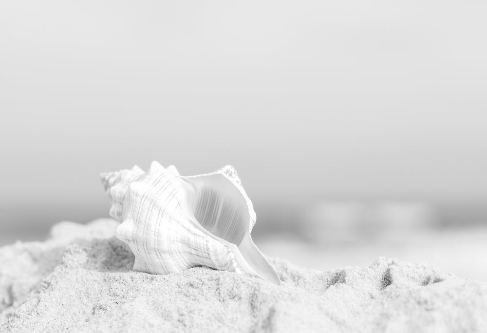 Seashell in Sand Black and White