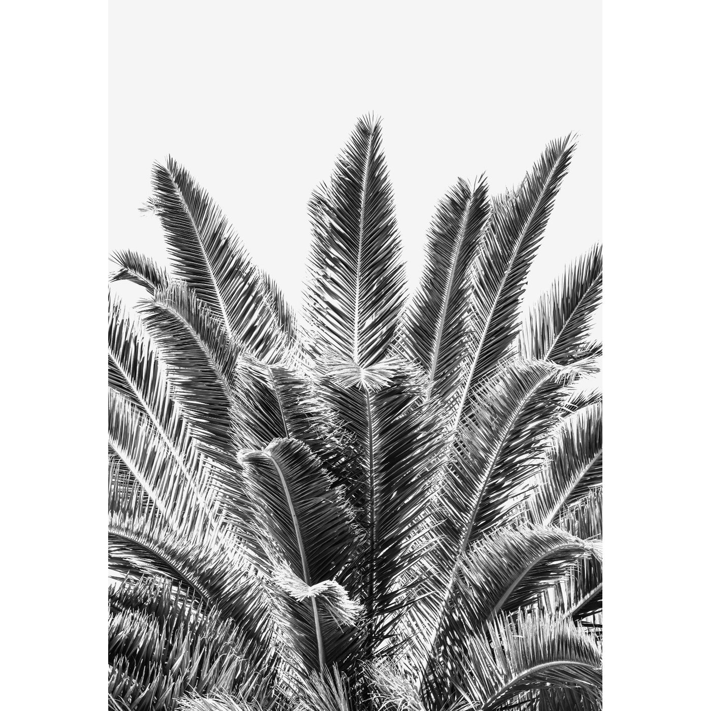 Palm View VI Black & White