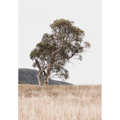 Lonely Eucalyptus Tree