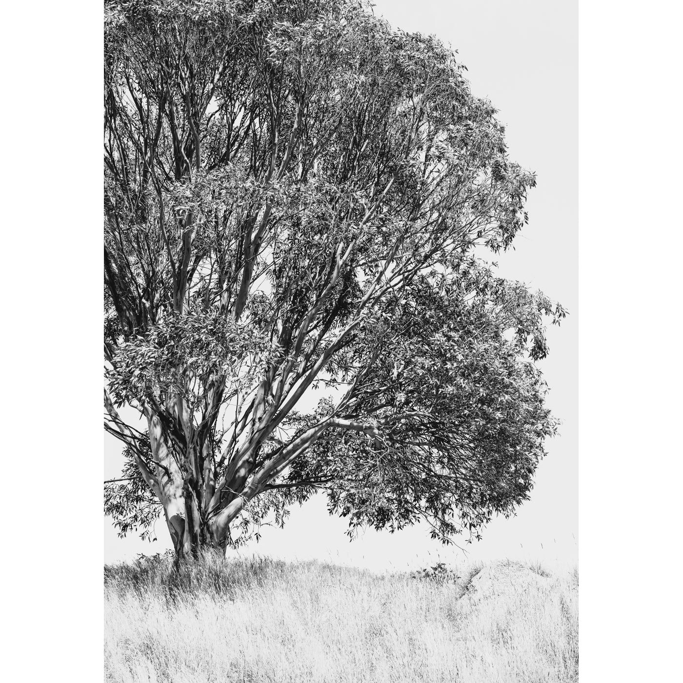 Eucalyptus Tree Black & White