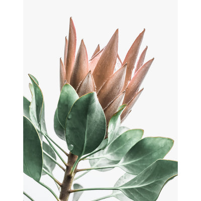 Protea Flower II