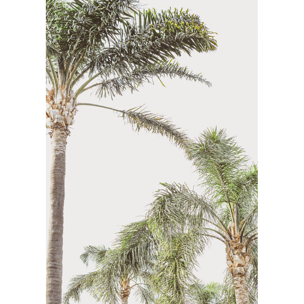 Foxtail Palms Set of 2
