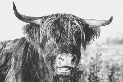 Highland Cow I Black & White