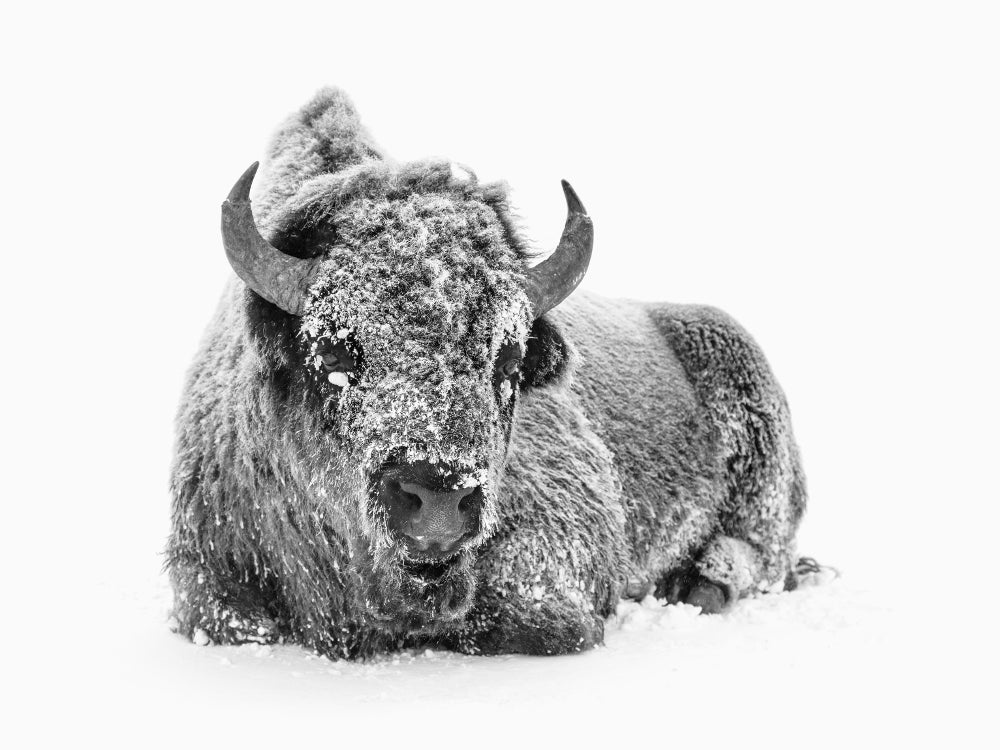 Winter Buffalo