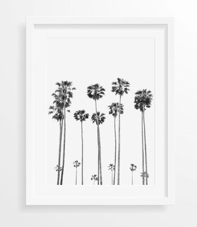 Black & White Nature Wall Art,  California Palms Photography Print, Large Wall Decor | arrtopia