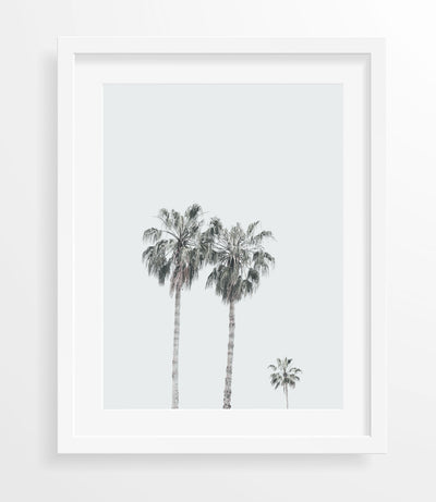 Trio Palm Trees
