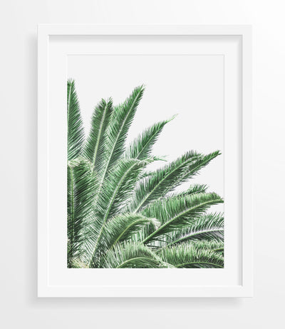 Canary Palm Leaves II
