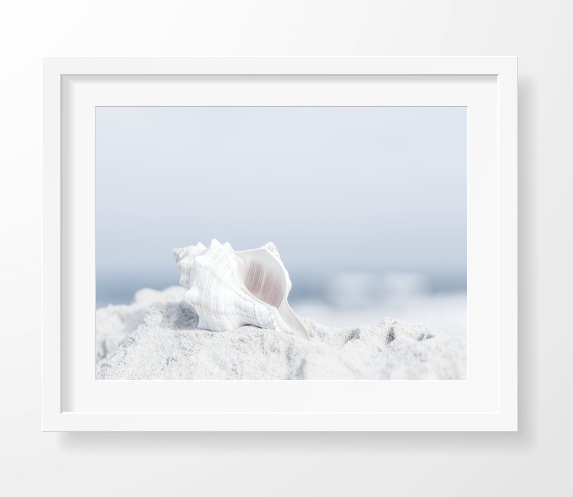 Seashell in Sand