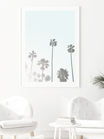 California Palms III