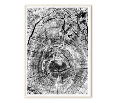 Tree Ring Abstract - Set of 2