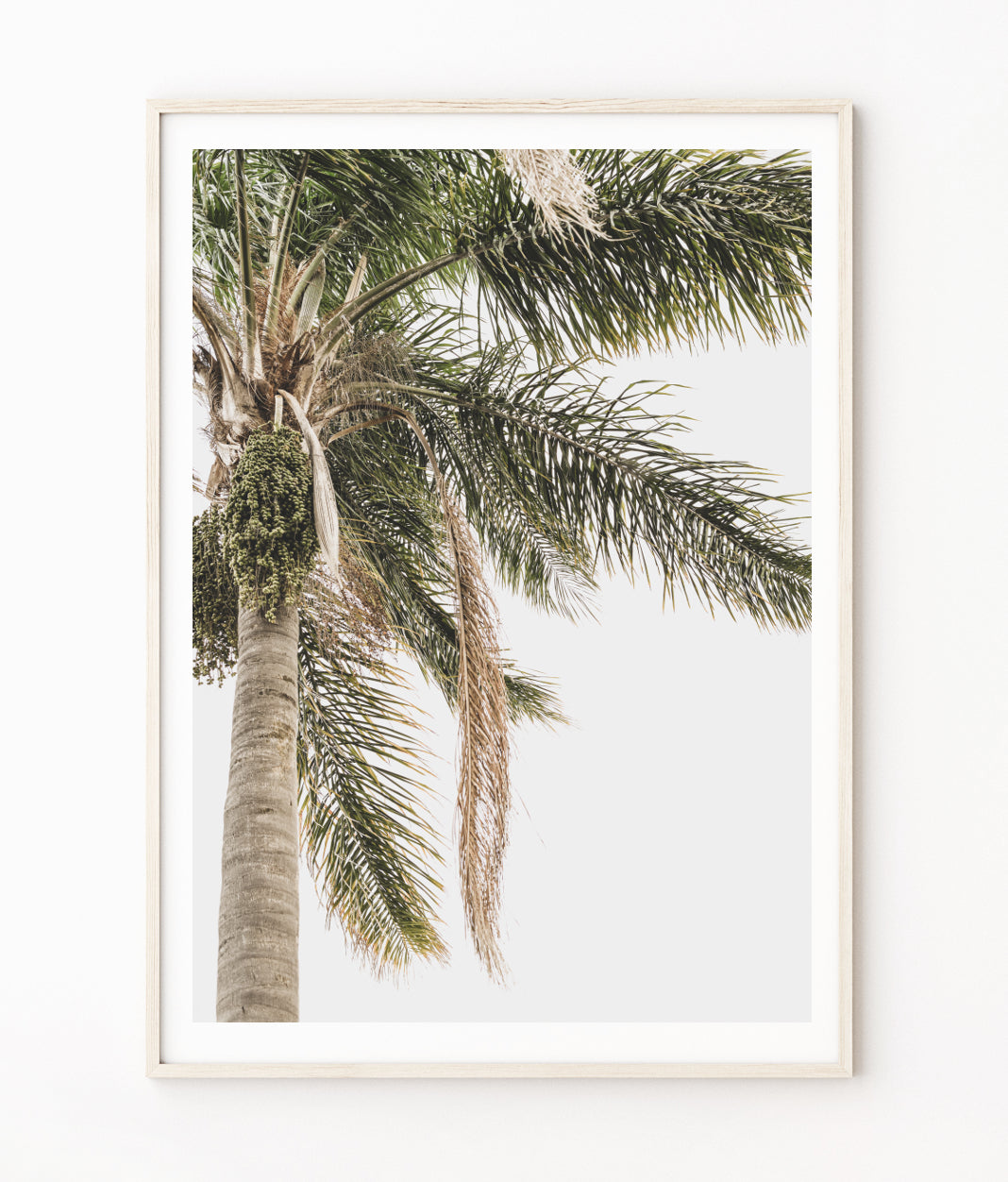 Cocos Palm Tree