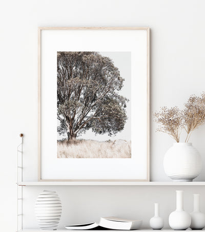 Eucalyptus Tree