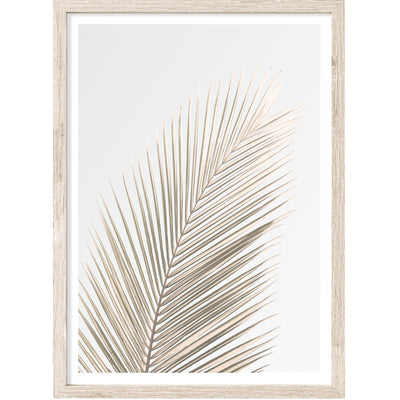 Palm Leaf VI