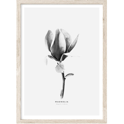 Floral Wall Art, Black & White Magnolia Flower Print, Large Living Room Wall Decor | arrtopia