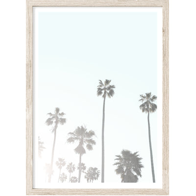 California Palms III