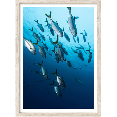 sea life wall art, coastal art print, underwater poster | arrtopia
