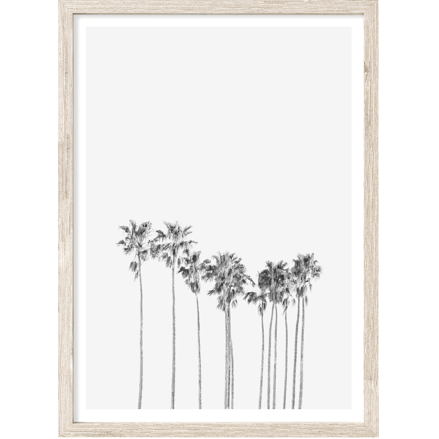 California Palms II