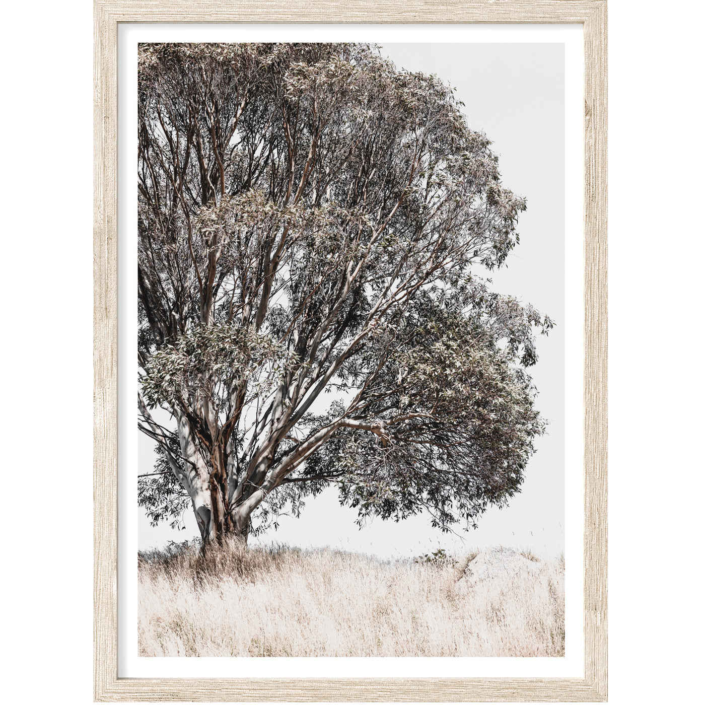 Neutral Nature Wall Art, Eucalyptus Tree Photography Print, Large Wall Decor | arrtopia
