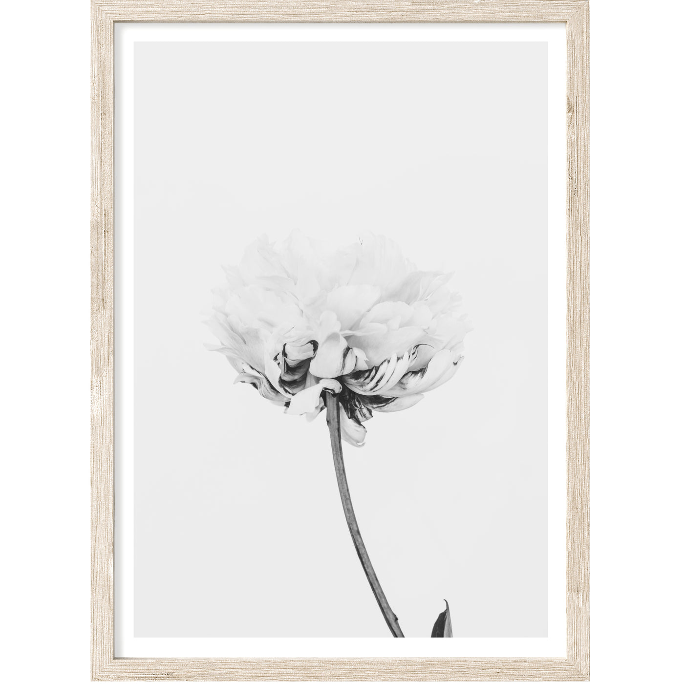 black & white peony flower wall art print | arrtopia