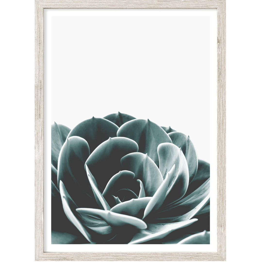 black and white succulent prints Succulent III | Botanical Wall Art