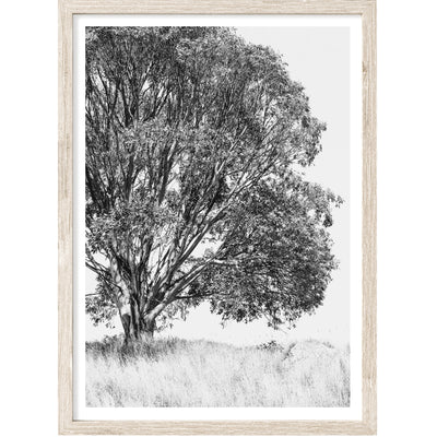 Eucalyptus Tree Black & White