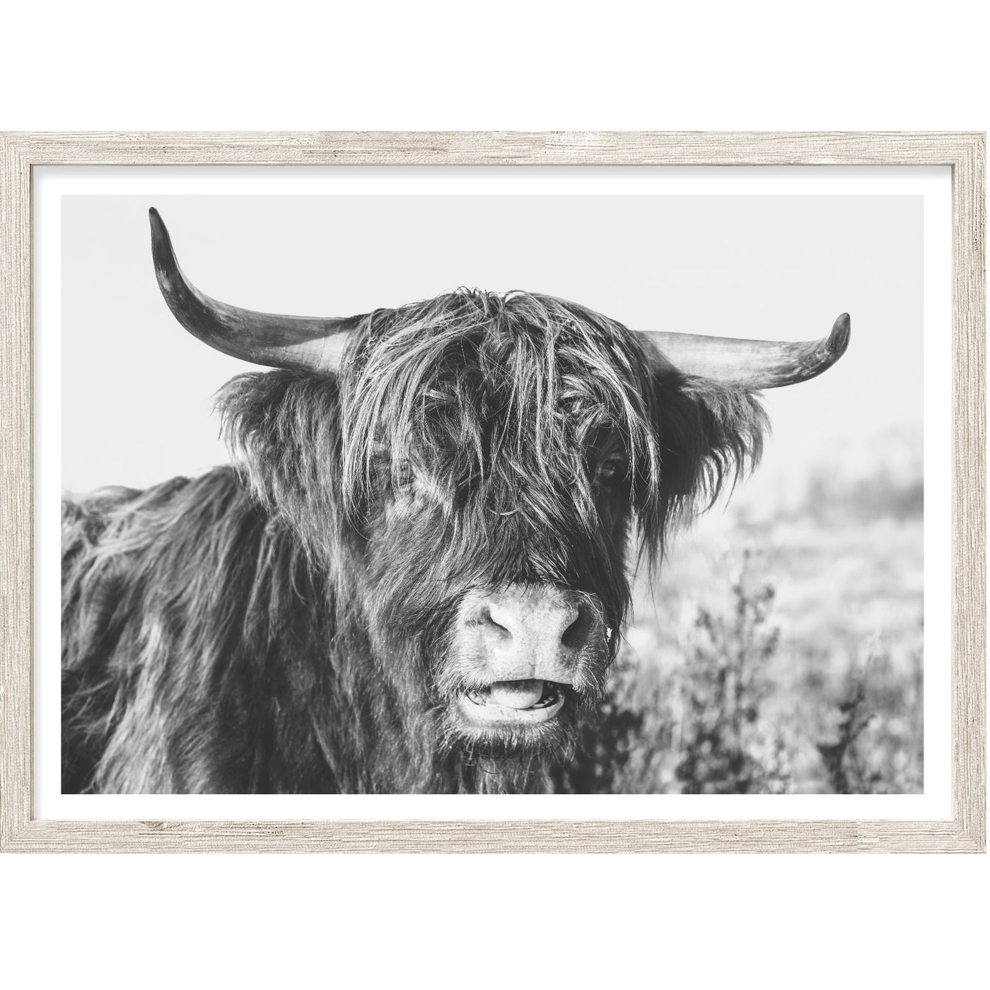 Highland Cow I Black & White