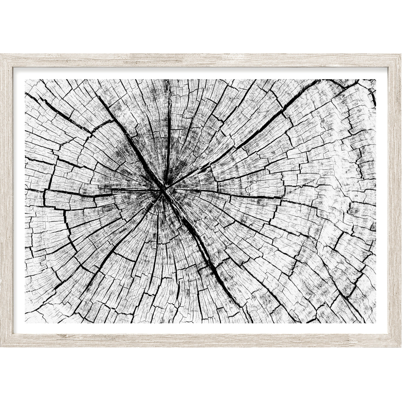 Nature Textures Wall Art,  Black & White Eucalyptus Tree Ring  Abstract Art Print, Ready-to-Hang Canvas, Extra Large Wall Decor | arrtopia