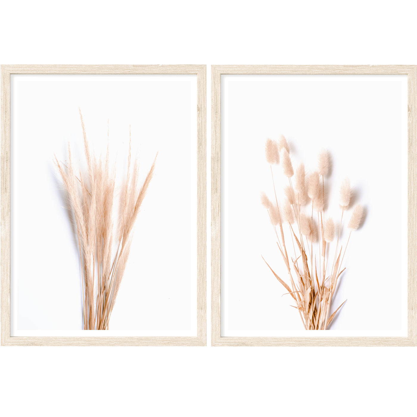 Bunnytail & Tussock Grass Set of 2