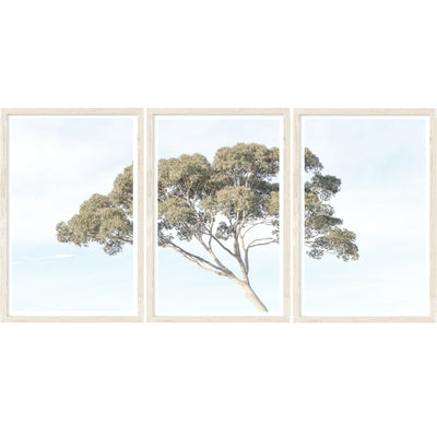 Eucalyptus Tree - Set of 3