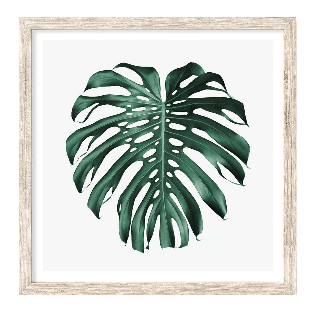Monstera Leaf II | Botanical Wall Art
